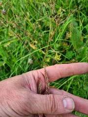 Hordeum brevisubulatum