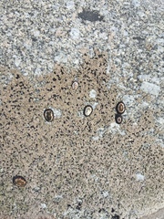 Chthamalus dentatus
