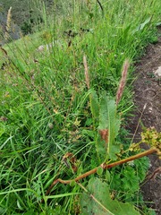Hordeum brevisubulatum