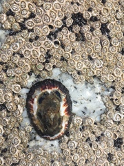 Chthamalus dentatus