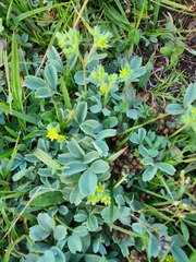 Sibbaldia parviflora