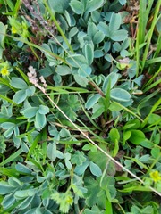 Sibbaldia parviflora