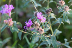 Centaurea phrygia stenolepis
