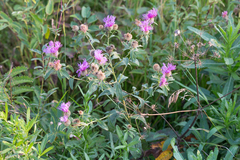 Centaurea phrygia stenolepis