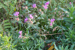 Centaurea phrygia stenolepis