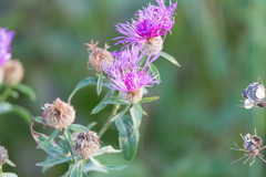 Centaurea phrygia stenolepis