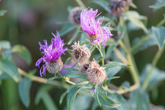 Centaurea phrygia stenolepis