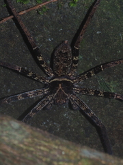 Heteropoda tetrica
