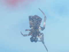 Episinus