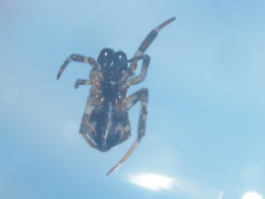 Episinus