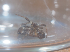 Episinus
