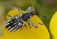 Otidocephalini