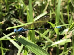 Argia rhoadsi