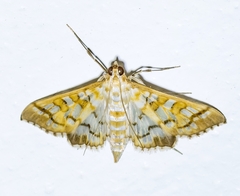 Epipagis fenestralis