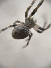 Larinioides sclopetarius