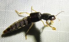 Pinophilus