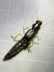 Pinophilus