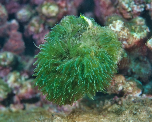 Bryopsis pennata observed 2020-08-22