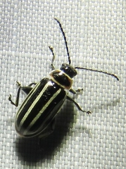 Disonycha pensylvanica