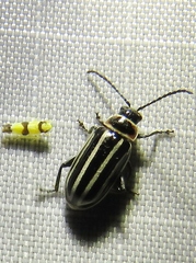 Disonycha pensylvanica