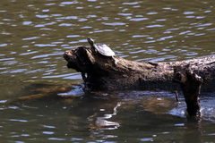 Graptemys pearlensis