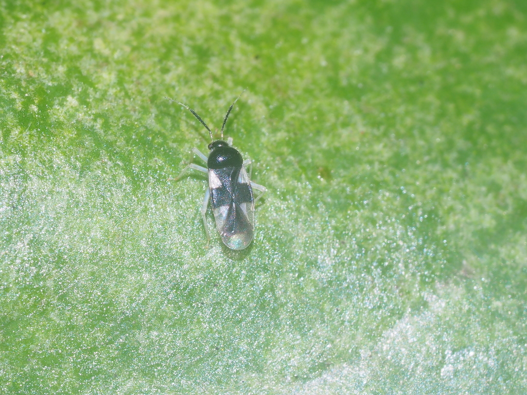 Ernestinus tabanan