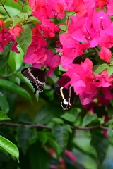 Papilio fuscus