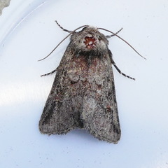 Lacinipolia meditata