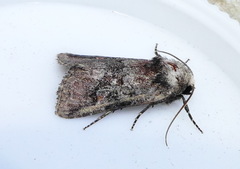 Lacinipolia meditata