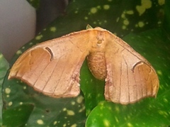 Goodia kuntzei
