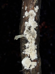 Etheirodon fimbriatum