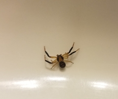 Xysticus texanus