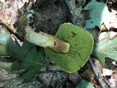 Hemileccinum rubropunctum