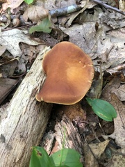 Hemileccinum rubropunctum