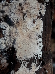 Etheirodon fimbriatum