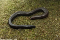 Nessia monodactyla
