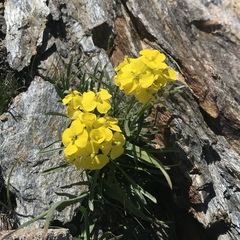 Erysimum jugicola