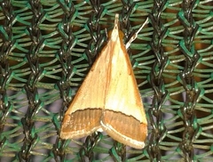 Pseudonoorda rubricostalis