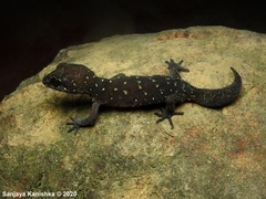 Cyrtodactylus triedrus