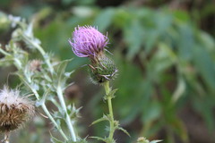 Cirsium ukranicum