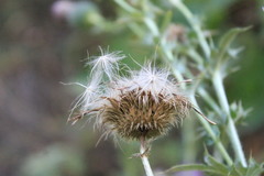 Cirsium ukranicum