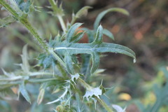 Cirsium ukranicum