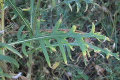 Cirsium ukranicum