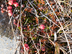 Gaultheria parvula