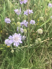 Scabiosa canescens