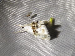Lipocosma sicalis