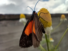 Sangalopsis microleuca