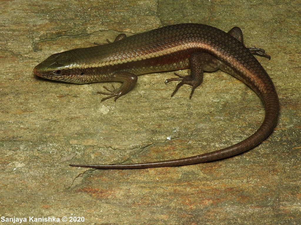 Hambegamuwa Sun Skink