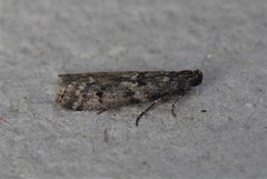 Pyla fusca