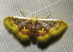 Idaea scintillularia